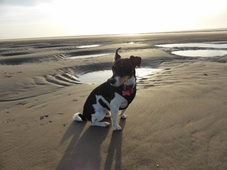 Jack Russell Beach