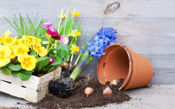 Spring, Fr&uuml;hling, Fr&uuml;hlingsblumen, pflanzen, anpflanzen, Pflanzzeit, Primeln, Narzissen, Textraum, copy space