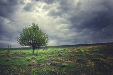 Springtime.Lonely growing apple tree on a background of dark storm clouds.Cloudy spring morning.Overcast sky. 