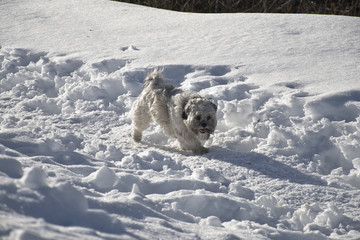 Passeggiando sulla neve