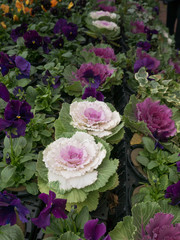 Yellow Purple and Green Leaves of LongLiveed Cabbag