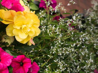 Yellow Begonia Blooming in Park