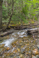 Stream in Ushuaia Forest