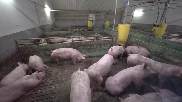 Intensively farmed pigs standing in a barn. Animal production concept.
