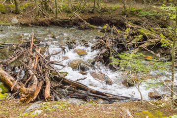 Stream in Ushuaia Forest