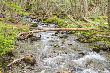 Stream in Ushuaia Forest