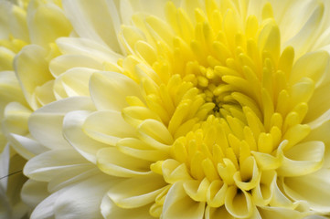 Flowers, yellow beads.