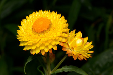 Flowers, yellow beads.