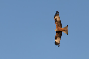 Redkite