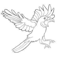 coloring raven bird with wings  flies.  illustration