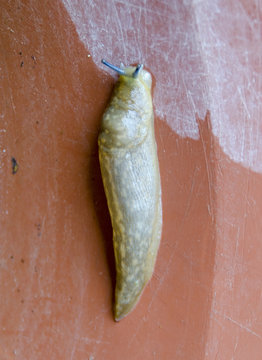 BABOSA TERRESTRE