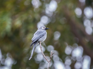 Ashy Drongo on tree in park.