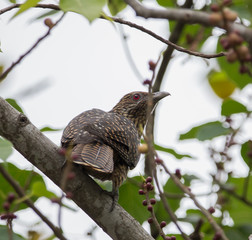 Female Asian Koel on tree in park.