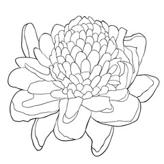 Tropical flower of ginger  coloring  torch.  illustration