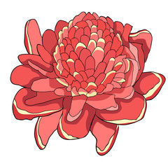 Tropical flower of ginger Red torch.  illustration
