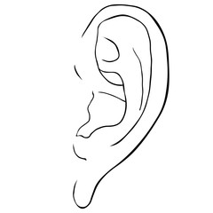 coloring human ear frontal view.  illustration