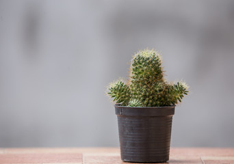 Cactus in a pot with a gray background