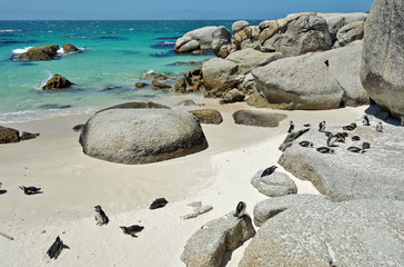 African penguin colony at Boulders Beach in Simon's Town at the Cape of Good Hope, South Africa