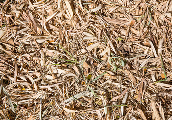 Dried bamboo leaves background.