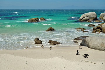 African penguin colony at Boulders Beach in Simon's Town at the Cape of Good Hope, South Africa