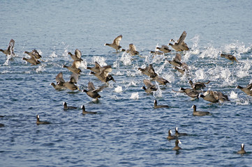 Ducks float in water