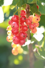 Johannisbeeren auf dem Strauch 