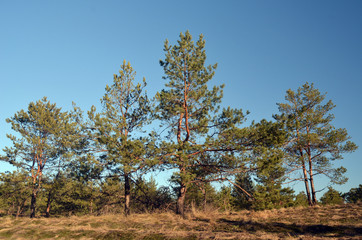 Forest near Kiev