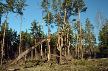 Fototapeta premium Forest near Kiev