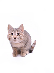 Cute little grey kitten playing on a white background

