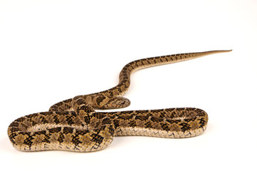 Afrikanische Eierschlange (Dasypeltis scabra) - egg-eating snake