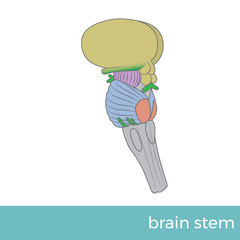 vector illustration of side view of brain stem