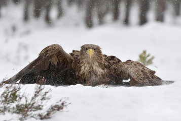 Eagle landing. Bird landing. Eagle landing on snow. White tailed eagle landing.