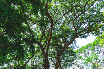 Outdoor tree on sky background