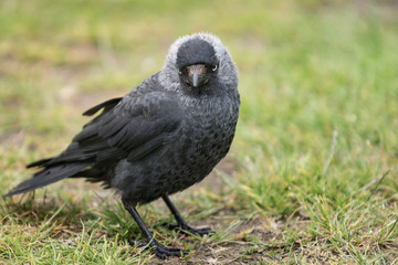 Western Jackdaw sitting on the ground with head facing the camera