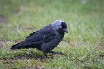 Young black jackdaw sitting on the ground in the green grass