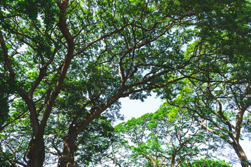 Outdoor tree on sky background