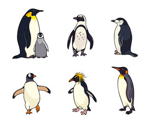 Set of different penguins - vector illustration