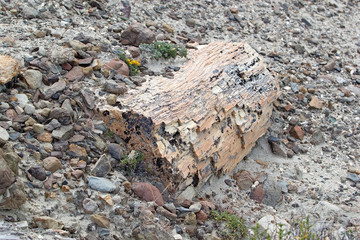 Pietrified wood near Viedma Lake in Patagonia, Argentina