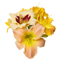 Bouquet of yellow flowers daylily isolated on white background.