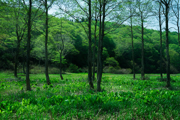 春の湿原