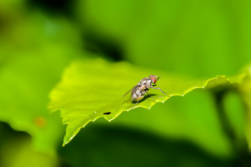 Blow fly, carrion fly, bluebottles or cluster fly