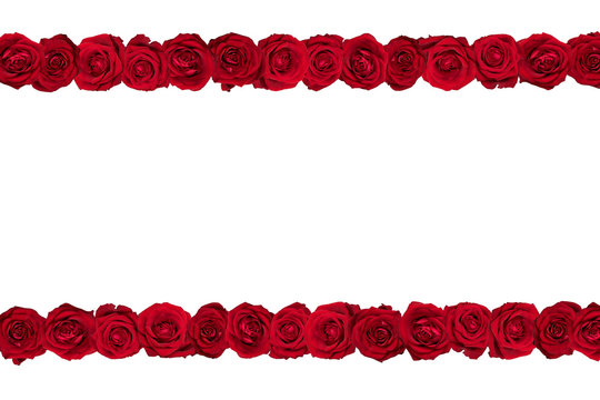 Red roses arranged in two lines. White background.