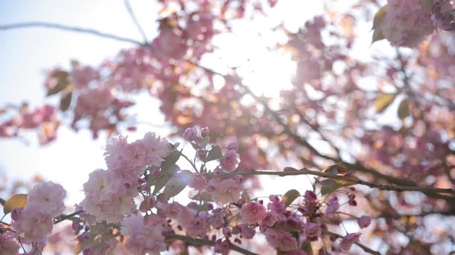 Pink and white cherry blossom detail captured in Kensington London
