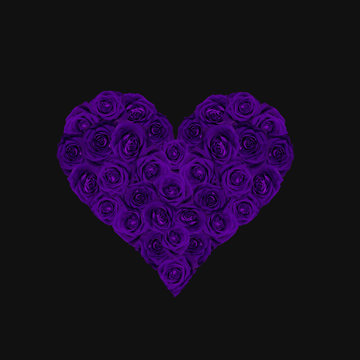 Heart filled with violet roses isolated on black.