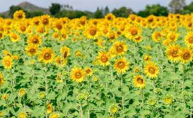 beautiful sunflower fields in Lop buri province