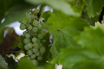 UVAS VERDES EN LA PARRA