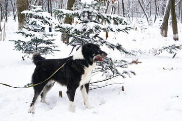  Dog in the snow looking away.