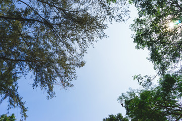 Outdoor tree on sky background