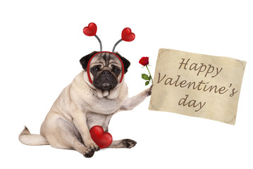 Valentine's day pug dog sitting down, holding up paper scroll, wearing diadem with hearts, isolated on white background