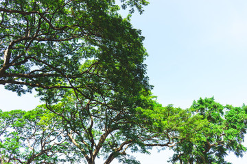 Outdoor tree on sky background